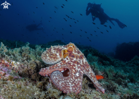 A Octopus Vulgaris | Common Octopus