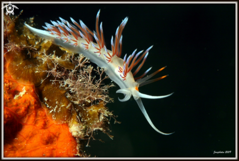 A Cratena peregrina | Nudibranch