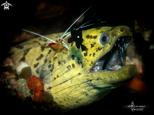 A Moray Eel