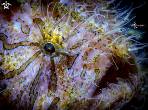 A Antennarius striatus (Shaw, 1794) | Hairy Frogfish