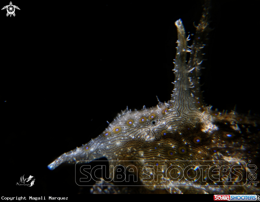 A Sea slug