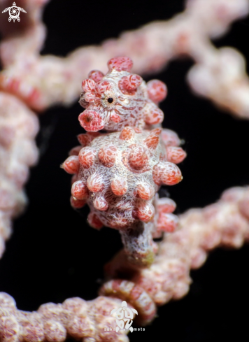 A hippocampus bargibanti | pygmy seahorse