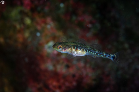 A Painted goby