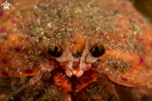 A Anemone hermit crab