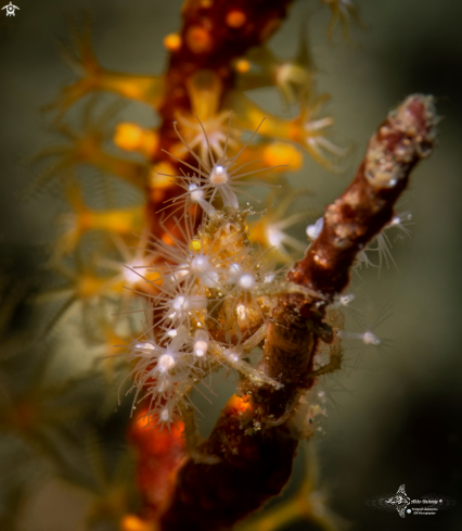 A Achaeus spinosus (Miers, 1879) | Decorator Crab