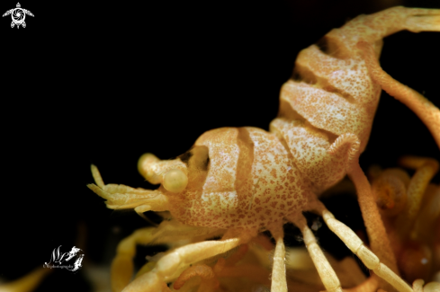 A Anker whip coral Shrimp 