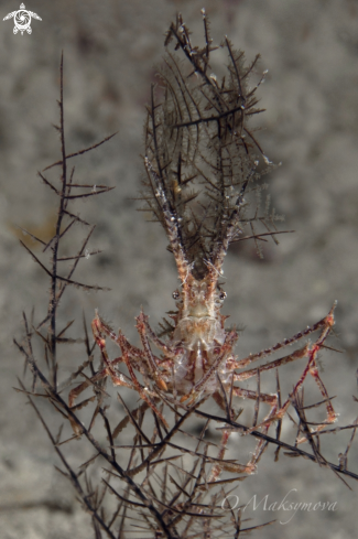 Decorator Crab 