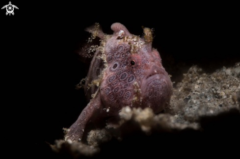 Painted frogfish