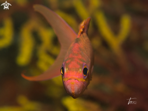 A Swallowtail Basslet