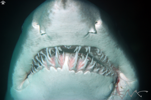 A grey nurse shark