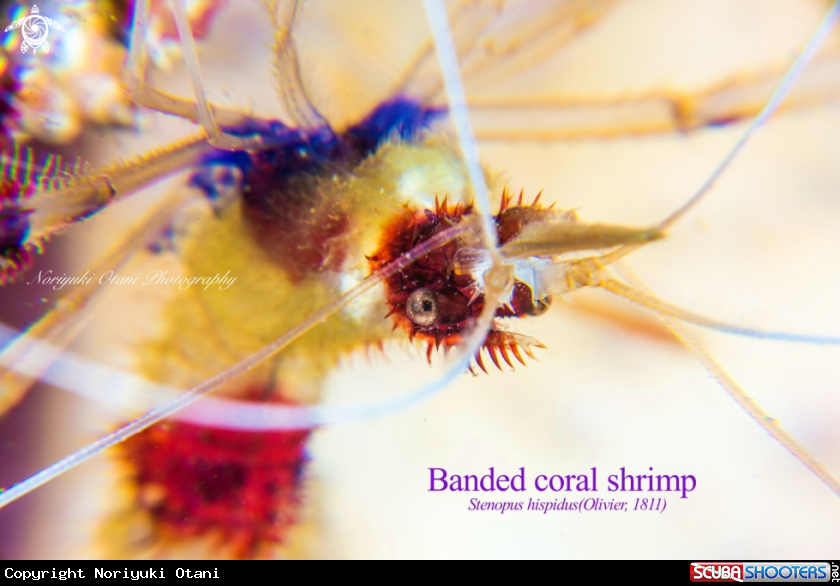 A Banded coral shrimp 