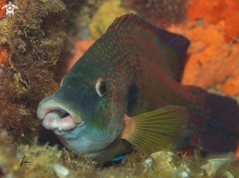 A East Atlantic Peacock Wrasse