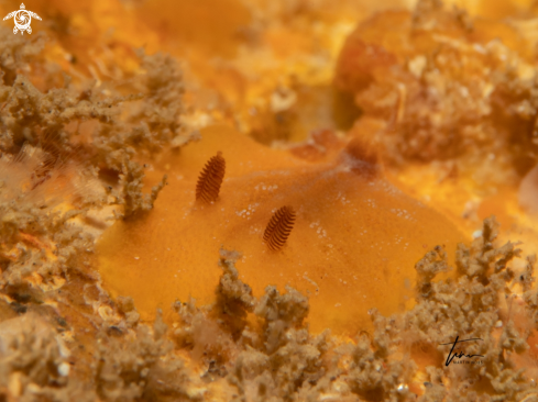 A Carminodoris boucheti