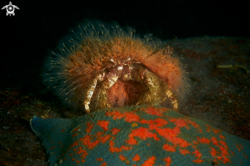 A Pagurus brachiomastus (Thallwitz, 1891) &  Patiria Pectinifera | Hermit crab 