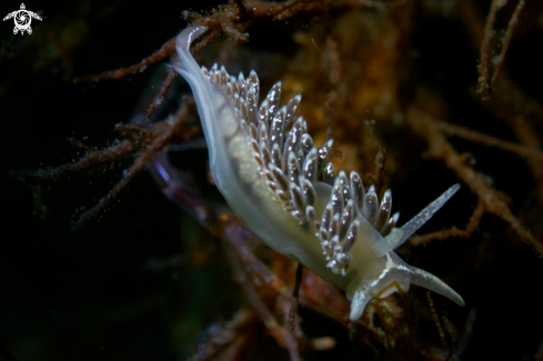 A NUDIBRANCH