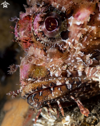 A Scorpaena scrofa | Red Scorpionfish