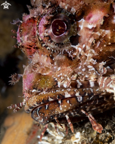 A Red Scorpionfish