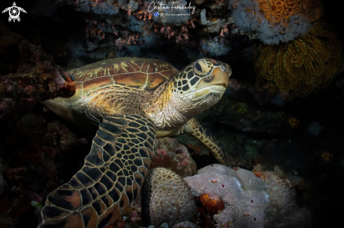 A Green turtle