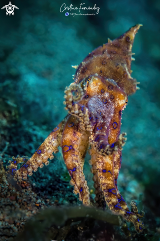 A Blue ring octopus