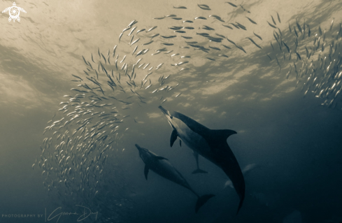 Common Dolphins