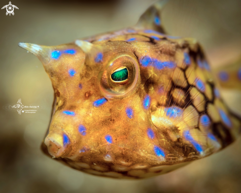 Thornback Cowfish Juvenil