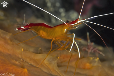 A Lysmata amboinensis | GAMBERETTO PULITORE