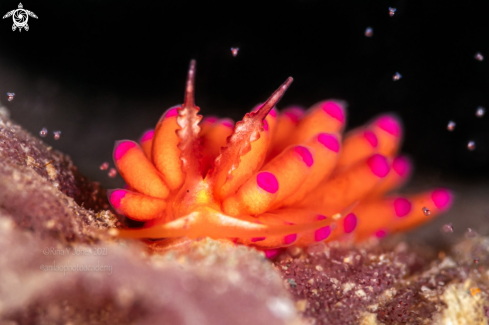 Favorinus nudibranch