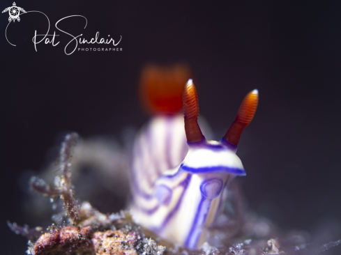 A Hypselodoris whitei | nudibranch