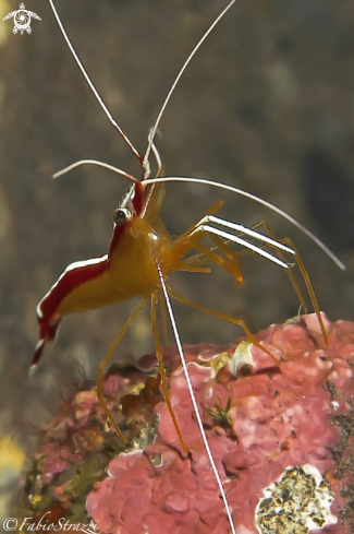 A Lysmata amboinensis | GAMBERETTO PULITORE