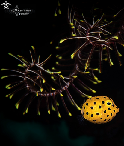 Yellow Boxfish Juvenil