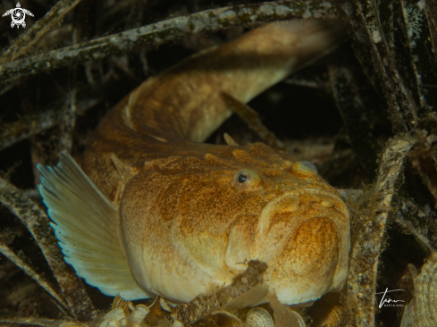 A Uranoscopus scaber | Atlantic Stargazer