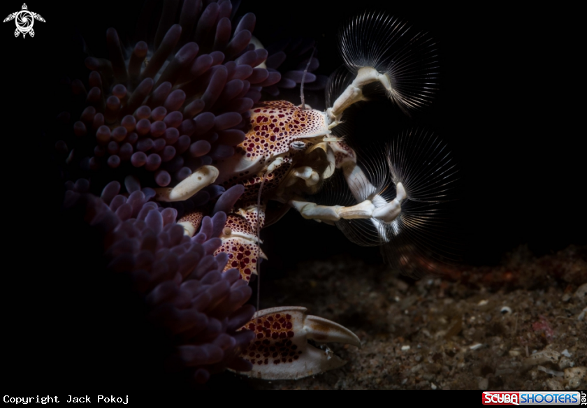 A Red spotted porcelain crab