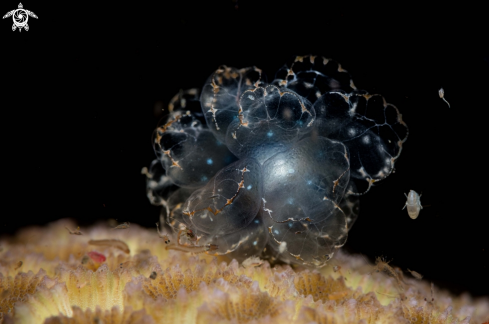 A Cyerce elegans | Butterfly nudibranch