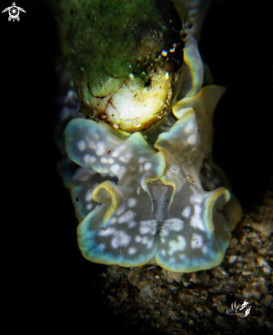 A Micromelo undatus | Bubble snail