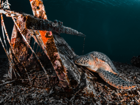 A Green Sea Turtle