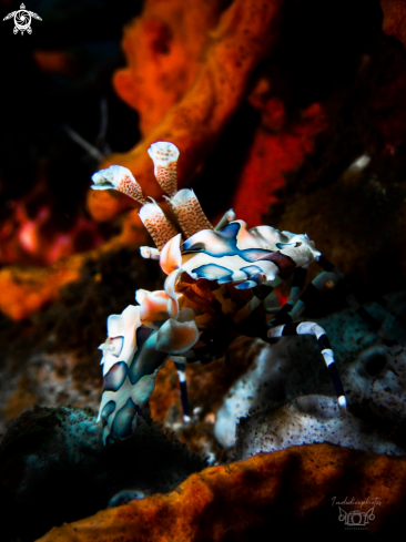 A Harlequin Shrimp