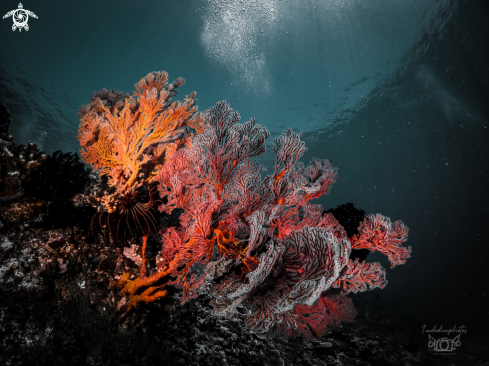 A Coral Sea Fan