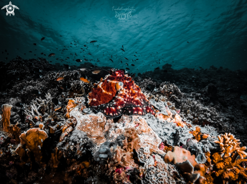 A Octopus vulgaris | Common Octopus