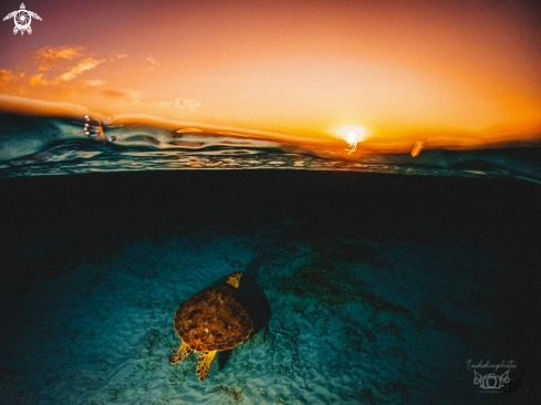 A Chelonia mydas | Green Sea Turtle