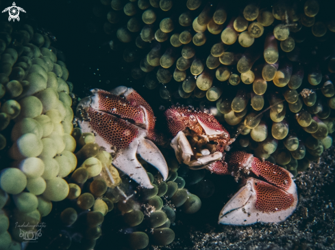 A Porcellanidae | Porcelain crab