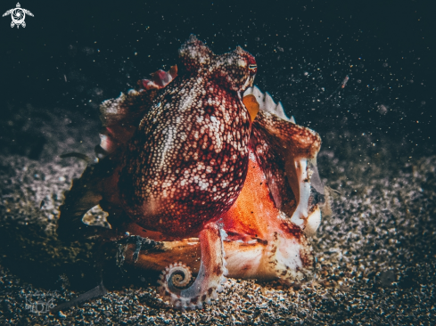 A Coconut Octopus