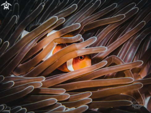 A Amphiprioninae | Clownfish