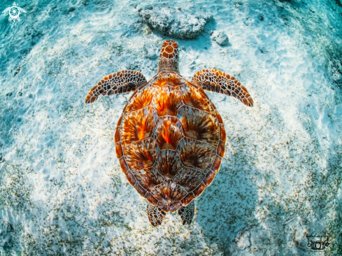 A Green Sea Turtle