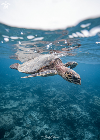 A Eretmochelys imbricata | Hawksbill Turtle