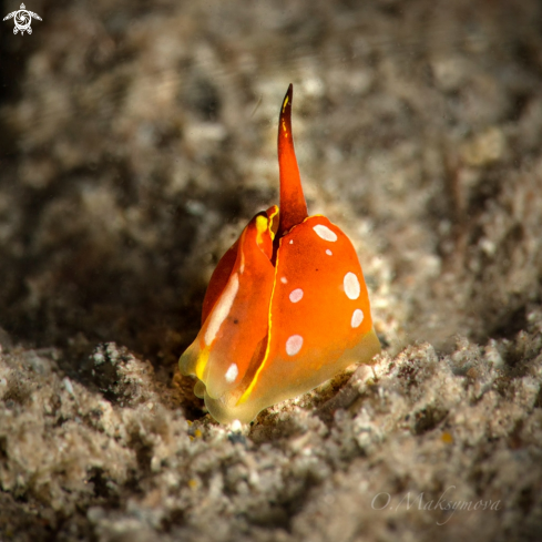 A Siphopteron flavolineatum 