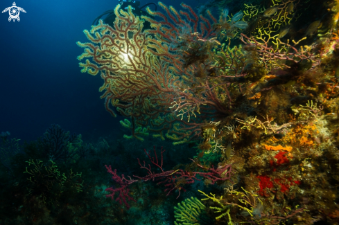 A Bicolor mediterranean gorgonians