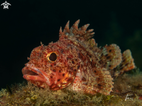 A Small red Scorpionfish