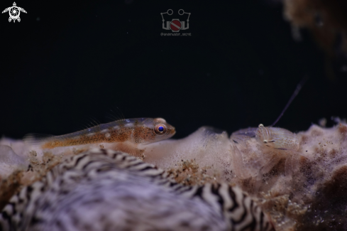 A Soft Coral Goby