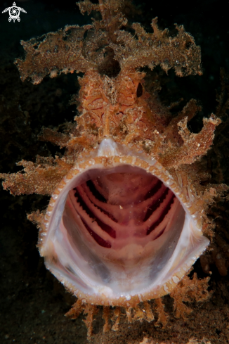 A Weedy Scorpion Fish/Rhinopias