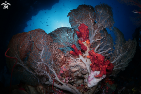 A Gorgonian Seafan